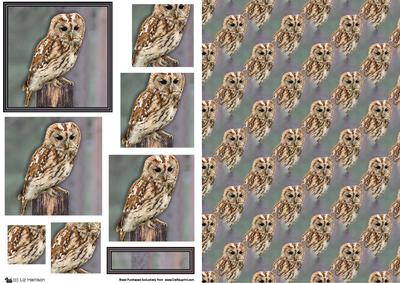Tawny Owl Pyramid & Background