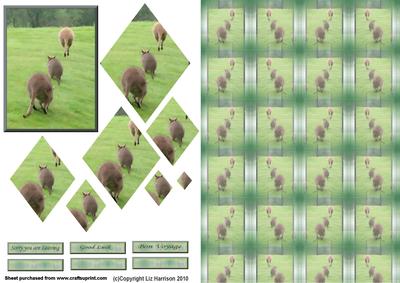Wallaby - Sorry You Are Leaving Pyramid with Background