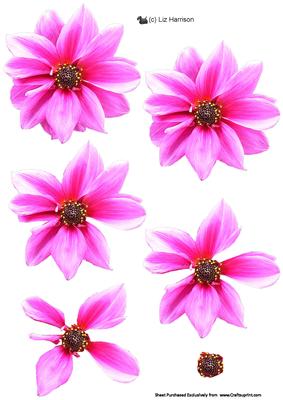 Dahlia Pink 3D Decoupage