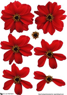 Dahlia Red 3D Decoupage