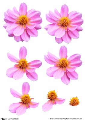 Dahlia Pale Pink 3D Decoupage