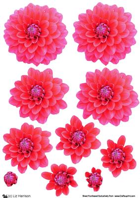 Dahlia Deep Pink 3D Decoupage