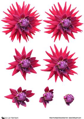 Dahlia Deep Red & Mauve 3D Decoupage