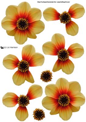 Dahlia Yellow & Orange 3D Decoupage