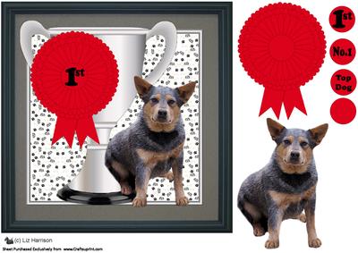 Australian Cattle Dog Trophy & Rosette 8x8 Card