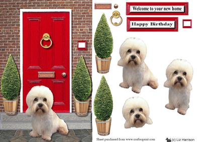 Dandie Dinmont with a Red Door
