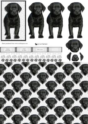 Black Labrador Puppy 3D Decoupage with Background
