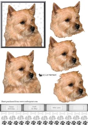 Norwich Terrier Portrait 3D Decoupage