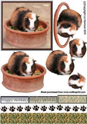 Guinea Pig 3D Decoupage