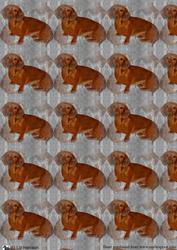 Dachshund Background