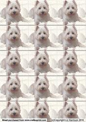 Westie1 Background