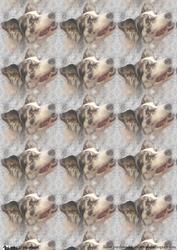 Border Collie Portrait Background