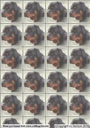 Rottweiler Portrait Background