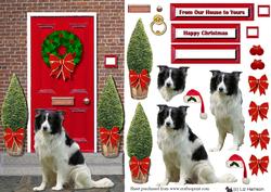 Border Collie on a Christmas Door Step