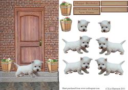 Westie Puppy on a Doorstep