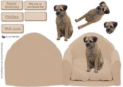 Border Terrier on a Chair