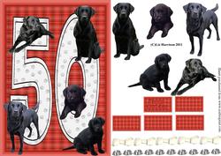 Black Labrador 50th Birthday