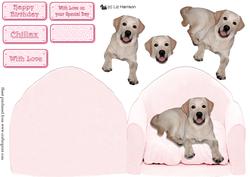 Golden Labrador on a Pink Chair