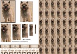 Cairn Terrier Dogpyramid & Background
