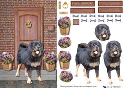 Tibetan Mastiff on a Doorstep