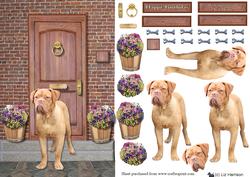 Dogue De Bordeaux on a Door Step