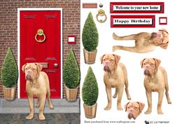 Dogue De Bordeaux with a Red Door