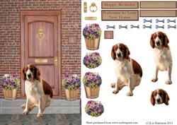Welsh Springer Spaniel on a Door Step