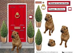 Shar Pei with a Red Door