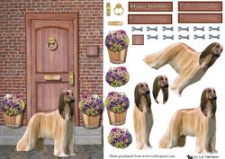 Afghan Hound on a Door Step