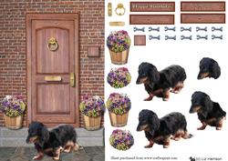 Miniature Long Haired Dachshund on a Door Step