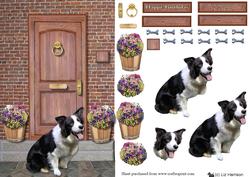 Border Collie on a Door Step