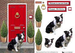 Border Collie with a Red Door