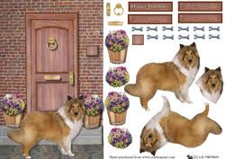 Rough Collie on a Door Step