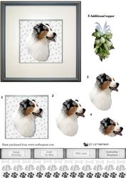 Australian Shepherd Portrait