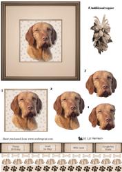 Hungarian Vizsla Portrait