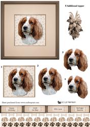 Welsh Springer Spaniel Portrait