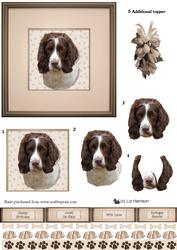Springer Spaniel Portrait