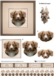 Nova Scotia Duck Tolling Retriever Portrait