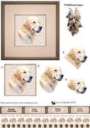 Golden Retriever Portrait