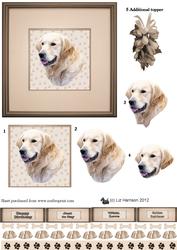 Golden Retriever Portrait