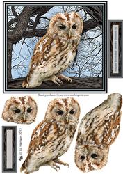Tawny Owl 3D Decoupage