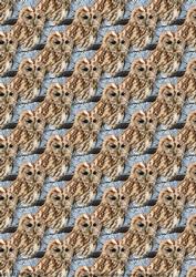 Tawny Owl Background Sheet