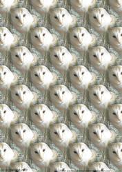 Barn Owl Background Sheet