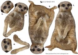 Meerkat 3D Decoupage