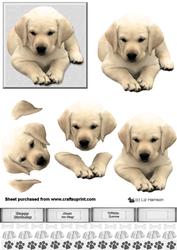Golden Labrador Puppy 3D Decoupage