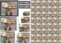 Barn Owl Pyramid with Background Sheet