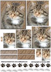 Tabby Cat Portrait Pyramid