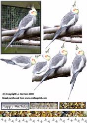 Cockatiel 3D Decoupage