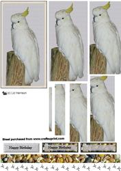 Cockatoo Pyramid