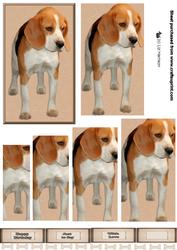 Beagle Pyramid